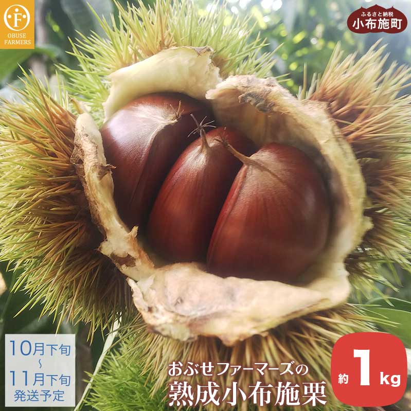 【ふるさと納税】おぶせファーマーズの「熟成小布施栗 約1kg」